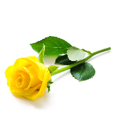 noimage.gif